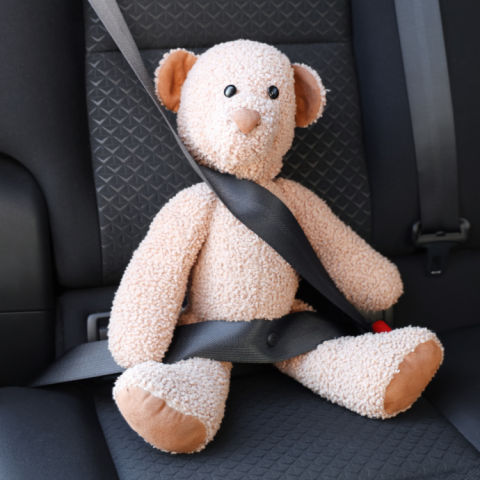 teddy bear in seatbelt
