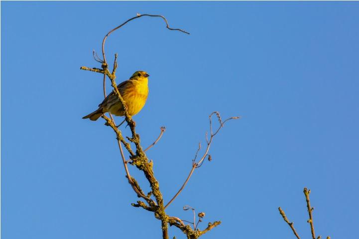 Birdwatching