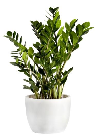 Houseplant